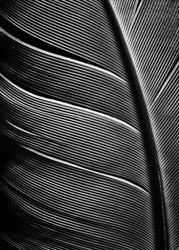 Black feather | PLAKAT Plakat MF