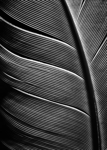 Black feather | PLAKAT Plakat MF
