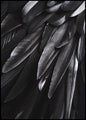 Black wing | INDRAMMET BILLEDE