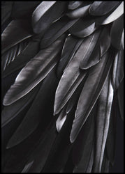 Black wing | INDRAMMET BILLEDE Indrammet billede MF 30x40 Sort
