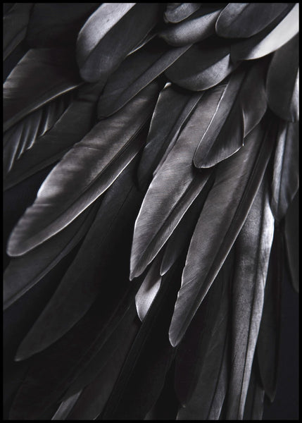 Black wing | INDRAMMET BILLEDE Indrammet billede MF 30x40 Sort