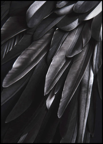 Black wing | INDRAMMET BILLEDE Indrammet billede MF 30x40 Sort