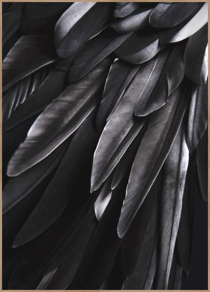 Black wing | INDRAMMET BILLEDE Indrammet billede MF 30x40 Egeramme