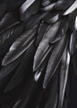 Black wing | PLAKAT