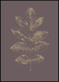 Botanica-2 | INDRAMMET BILLEDE