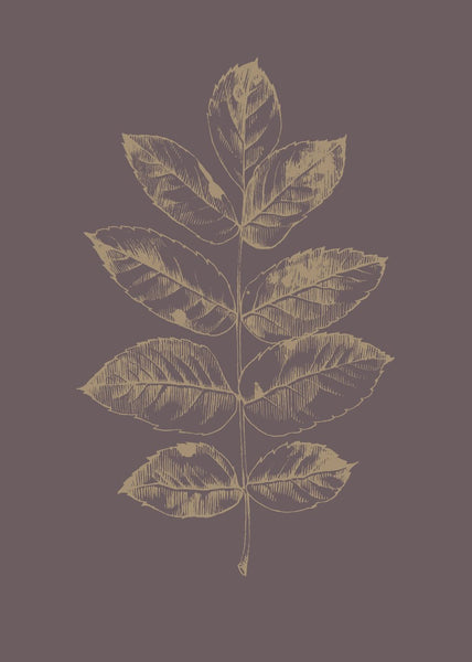 Botanica 2 | PLAKAT Plakat MF