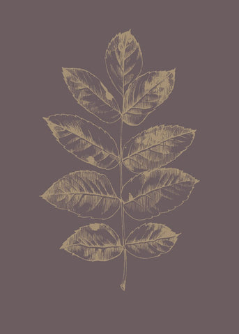 Botanica 2 | PLAKAT Plakat MF