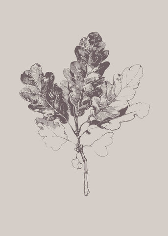 Botanica-3 | PLAKAT Plakat MF
