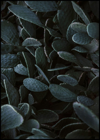 Cactus heaven | INDRAMMET BILLEDE Indrammet billede MF