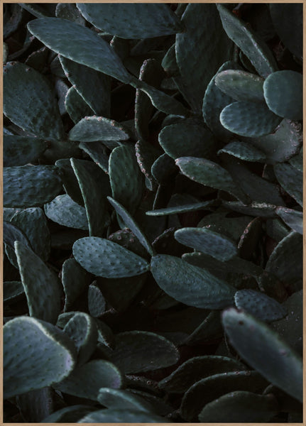 Cactus heaven | INDRAMMET BILLEDE Indrammet billede MF