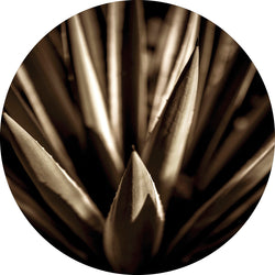 Agave gold | CIRCLE ART Circle Art ART COPENHAGEN   