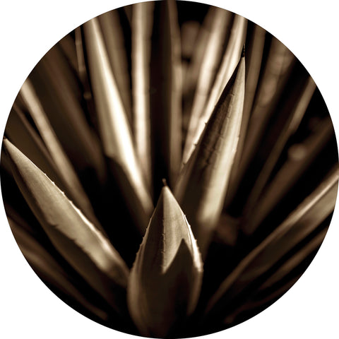 Agave gold | CIRCLE ART Circle Art ART COPENHAGEN   