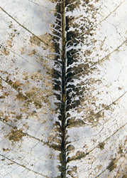 Close up | PLAKAT Plakat MF