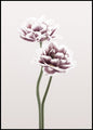 Cosmos 1 | INDRAMMET BILLEDE