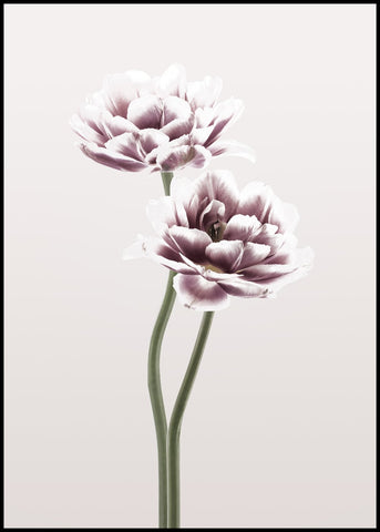 Cosmos 1 | INDRAMMET BILLEDE Indrammet billede MF 30x40 Sort