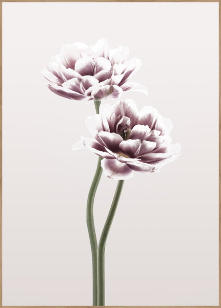 Cosmos 1 | INDRAMMET BILLEDE Indrammet billede MF 30x40 Egeramme