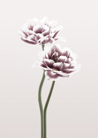 Cosmos 1 | PLAKAT Plakat MF