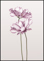 Cosmos 2 | INDRAMMET BILLEDE
