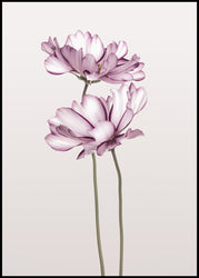 Cosmos 2 | INDRAMMET BILLEDE Indrammet billede MF 30x40 Sort