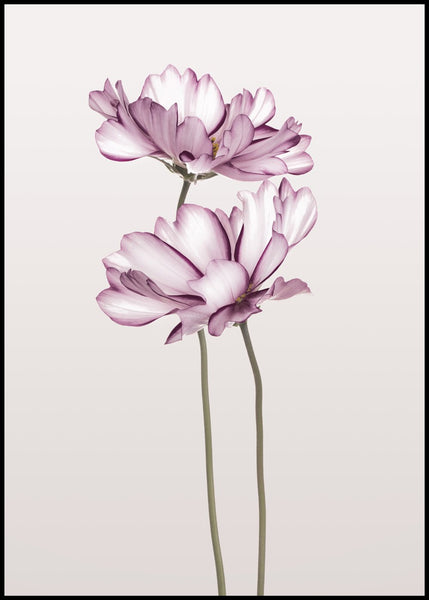 Cosmos 2 | INDRAMMET BILLEDE Indrammet billede MF 30x40 Sort