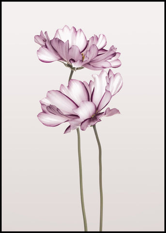 Cosmos 2 | INDRAMMET BILLEDE Indrammet billede MF 30x40 Sort