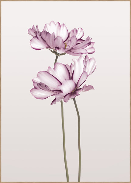 Cosmos 2 | INDRAMMET BILLEDE Indrammet billede MF 30x40 Egeramme