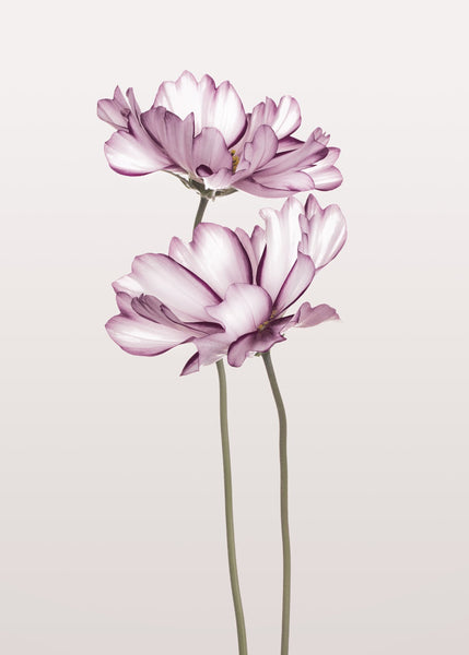 Cosmos 2 | PLAKAT Plakat MF