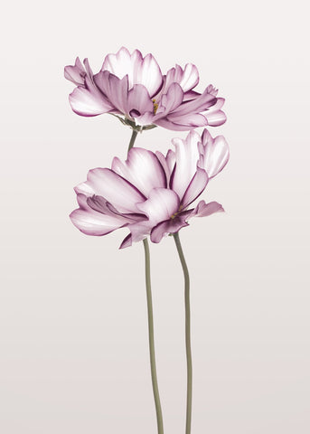 Cosmos 2 | PLAKAT Plakat MF