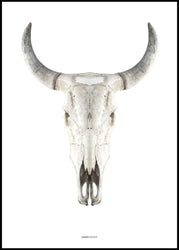 Cow skull | INDRAMMET BILLEDE Indrammet billede MF