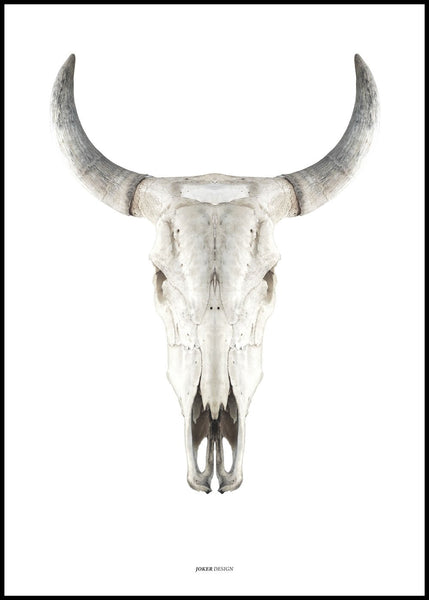 Cow skull | INDRAMMET BILLEDE Indrammet billede MF