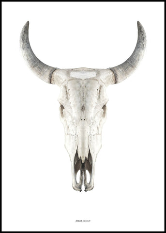 Cow skull | INDRAMMET BILLEDE Indrammet billede MF