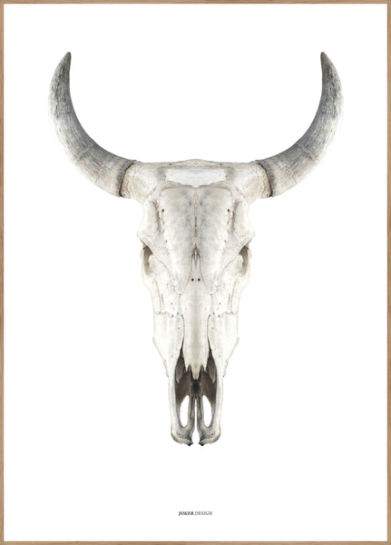 Cow skull | INDRAMMET BILLEDE Indrammet billede MF