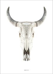 Cow Skull | PLAKAT Plakat MF