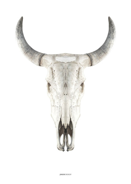 Cow skull | INDRAMMET BILLEDE Indrammet billede MF
