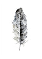 Cozy Feather 1 | PLAKAT