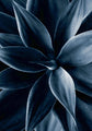 Dark plant 1 | PLAKAT