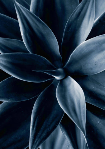Dark plant 1 | PLAKAT Plakat MF