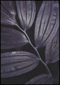 Dark plant 3 | INDRAMMET BILLEDE