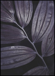 Dark plant 3 | INDRAMMET BILLEDE Indrammet billede MF 30x40 Sort