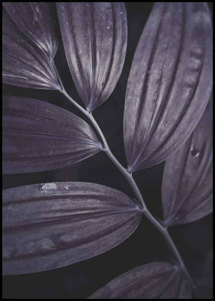 Dark plant 3 | INDRAMMET BILLEDE Indrammet billede MF 30x40 Sort
