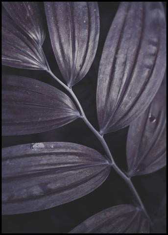 Dark plant 3 | INDRAMMET BILLEDE Indrammet billede MF 30x40 Sort