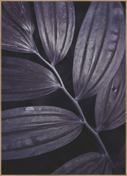 Dark plant 3 | INDRAMMET BILLEDE Indrammet billede MF 30x40 Egeramme