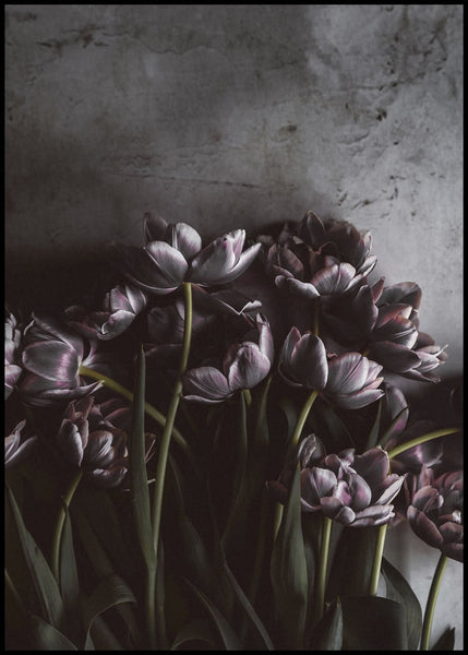 Dark tulips | INDRAMMET BILLEDE Indrammet billede MF 30x40 Sort