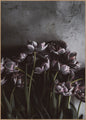 Dark tulips | INDRAMMET BILLEDE