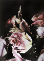 Flower magic 3 | PLAKAT