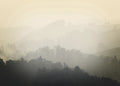 Foggy yellow | PLAKAT