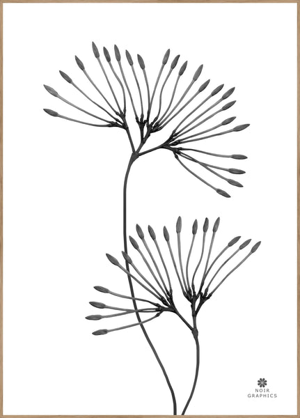 Grace | INDRAMMET BILLEDE Indrammet billede MF