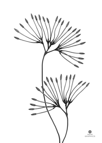 Grace | INDRAMMET BILLEDE Indrammet billede MF