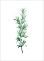 Green Plants 11 | PLAKAT