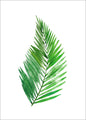 Green Plants 13 | PLAKAT